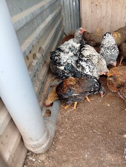 Wyandot zdrobnela  kohut - 3