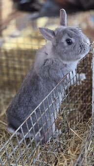 Zakrslý králik - 3