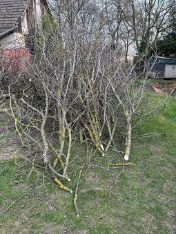 Darujem za odvoz - 3