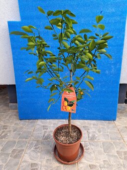 Citrus mitis mandarínka - 3