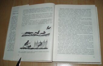 Zajac a králik - 3