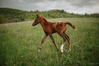 2 mesačný arab x appaloosa - 3