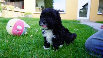 Maltipoo - 3