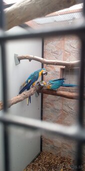 Ara ararauna - 3