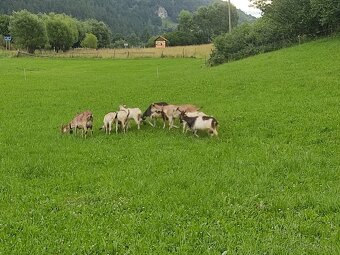Kozy a kozlata na predaj - 3