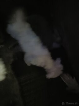 Predám mini maltezaka - 3