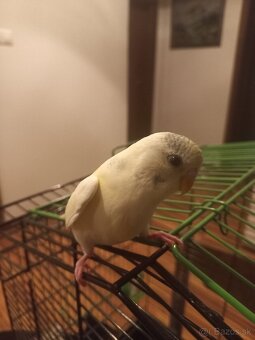 Polokrotká andulka - samček - 3