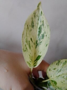 REZERVOVANE Epipremnum Snow Queen - 3