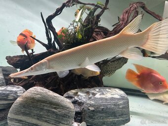 Atractosteus spatula ALBINO - 3