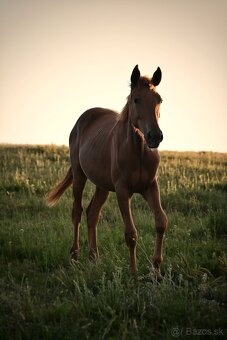 Appaloosa s pp - 3