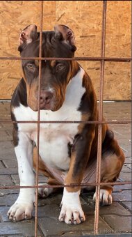 American bully xl s PP - 3