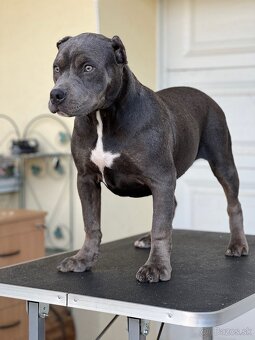 American bully xl s PP - 3