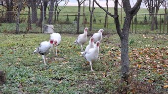 Morky Grolwické na chov - 3