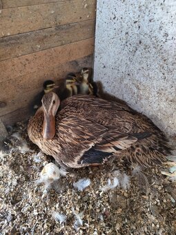 Predam Indických bežcov - 3