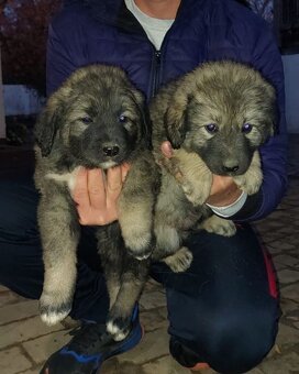 Šteňatá Kaukazský ovčiak - 3