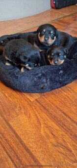 Šteniatka rotvajlera - 3