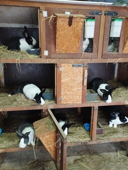 Šarišský obrovitý - 3