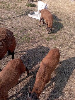 Kamerunské ovce - 3