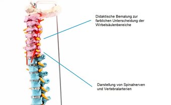 Model chrbtice s panvou Cranstein A-339 - 3
