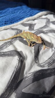 Chameleon Jemensky - 3