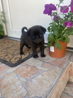 mops - 3