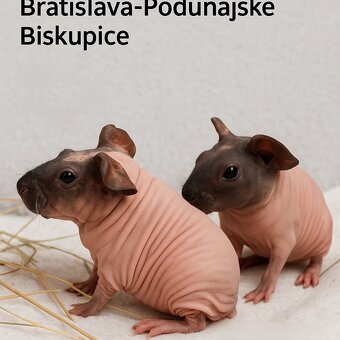 Predám morské prasiatka Skinny - 3