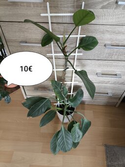 Izbové rastliny k odberu - 3