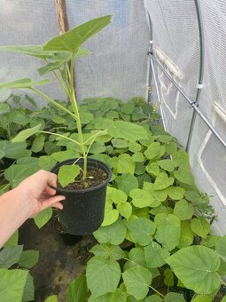 Paulownia Tomentosa rýchlorastúci strom - 3