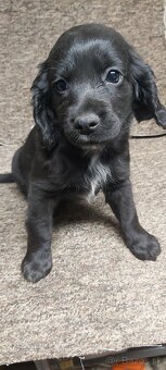 Anglický kokeršpaniel - 3