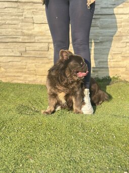 Francúzsky buldoček krytie - 3