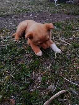 Darujem šteniatka - 3