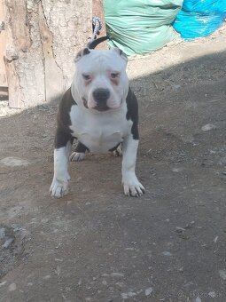 Bully - 3