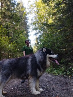 Aljasski Malamut - 3