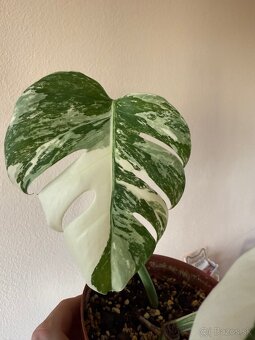 Monstera albo variegata 2 - 3