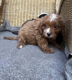 cavalier king charles spaniel - 3