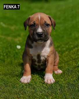 Šteniatka - Americký stafordšírsky teriér (Amstaff, Staford) - 3