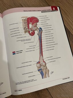 Netterov Anatomicky Atlas Cloceka - preklad 7.vydania - 3