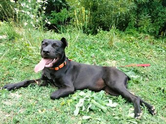 Darujem skvelú rodinnú sučku Daisy - mix bull a labrador - 3