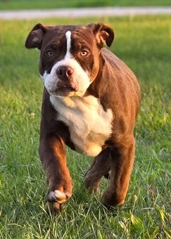 American bully - ch.s. Family Muscle Bullies - 3