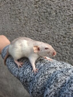 Predám potkanika Dumbo - 3