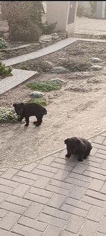 Šteniatka Ovčiak Nemecký Belgický - 3