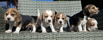 Beagle - 3
