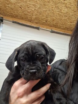 Darujem šteniatka - 3