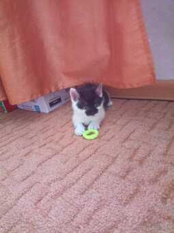 Darujem mačiatka - 3