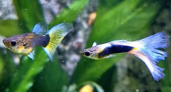 Predám rybky Gupka Yellow mix - 3