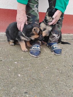 Nemecký ovčiak - 3