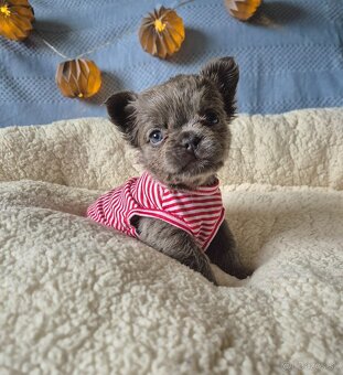 Francúzsky buldoček s PP fluffy - 3