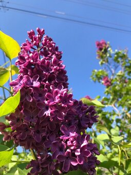 Predám ORGOVÁN - 3