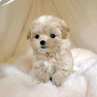 Maltipoo - 3