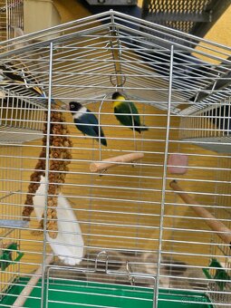 Agapornis personata spolu s klietkou. - 3